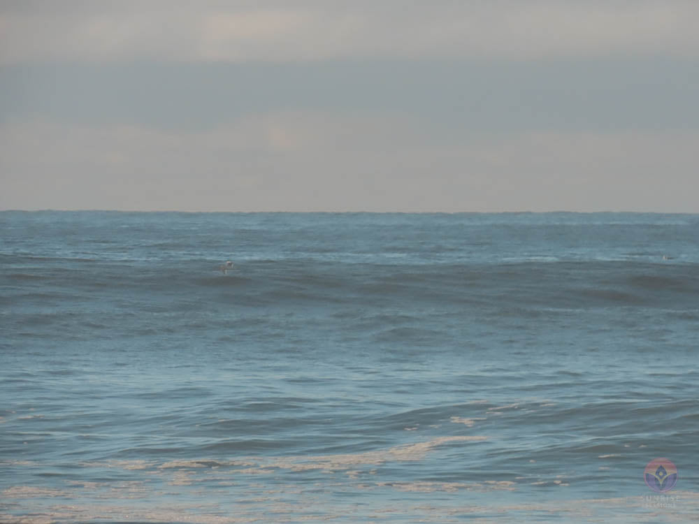 Surf Captures: 2024.12.01 Wickaninnish, Tofino, Canada