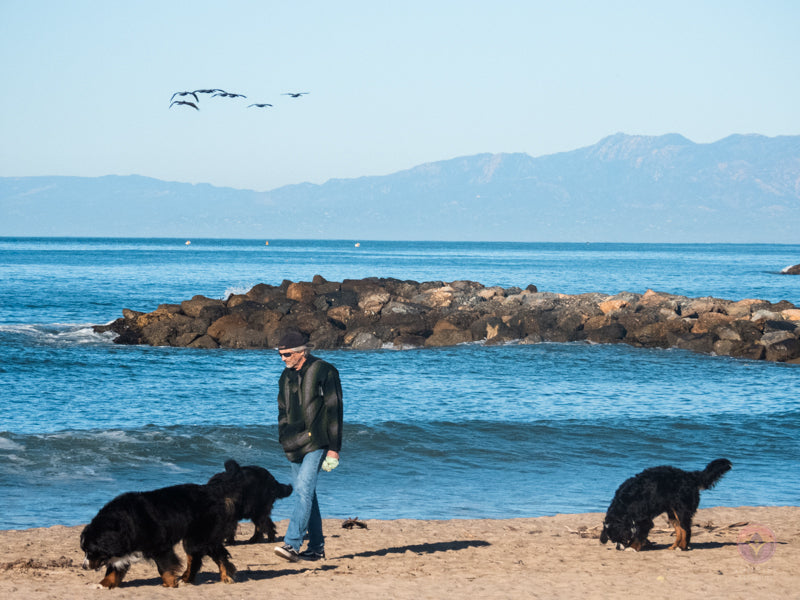 Surf Captures: 2025.01.02 Ventura, California